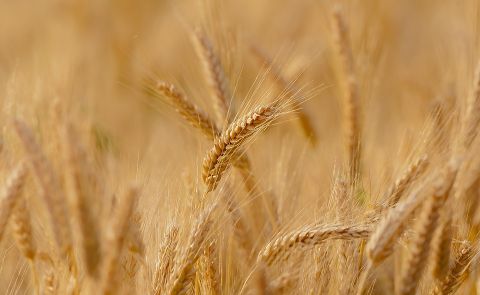 Kazakhstan Boosts Grain Exports to Azerbaijan Amid Regional Trade Growth