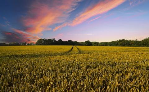 Georgien setzt Verkaufsverbot von landwirtschaftlichen Flächen an Ausländer aus