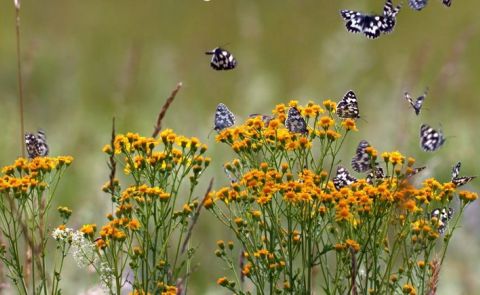 First-ever Biodiversity map of South Caucasus presented in Georgia